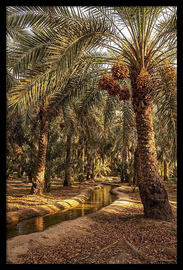 Farm Oasis Serenity