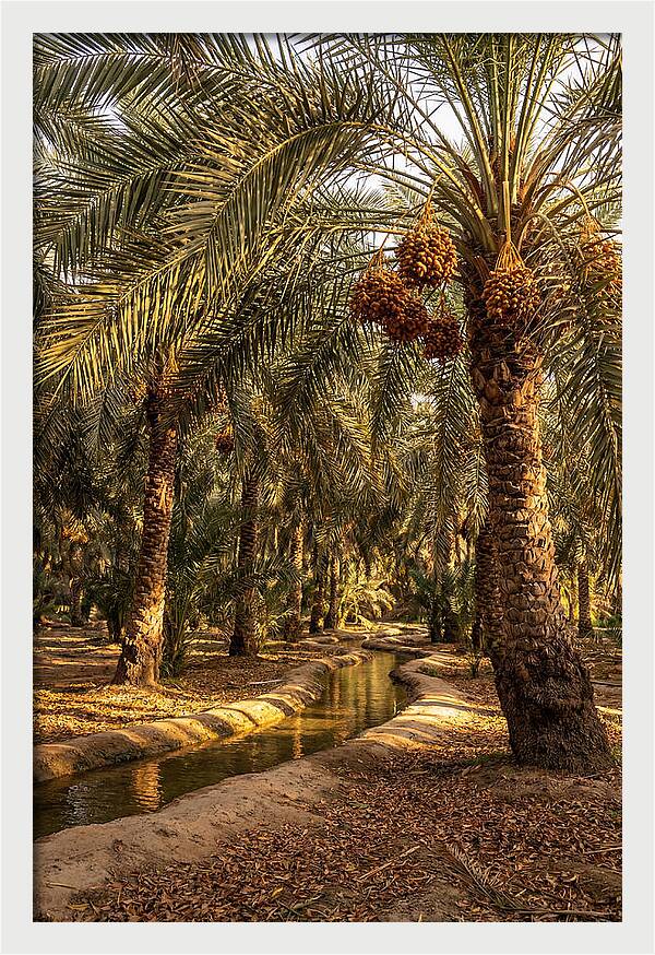 Farm Oasis Serenity
