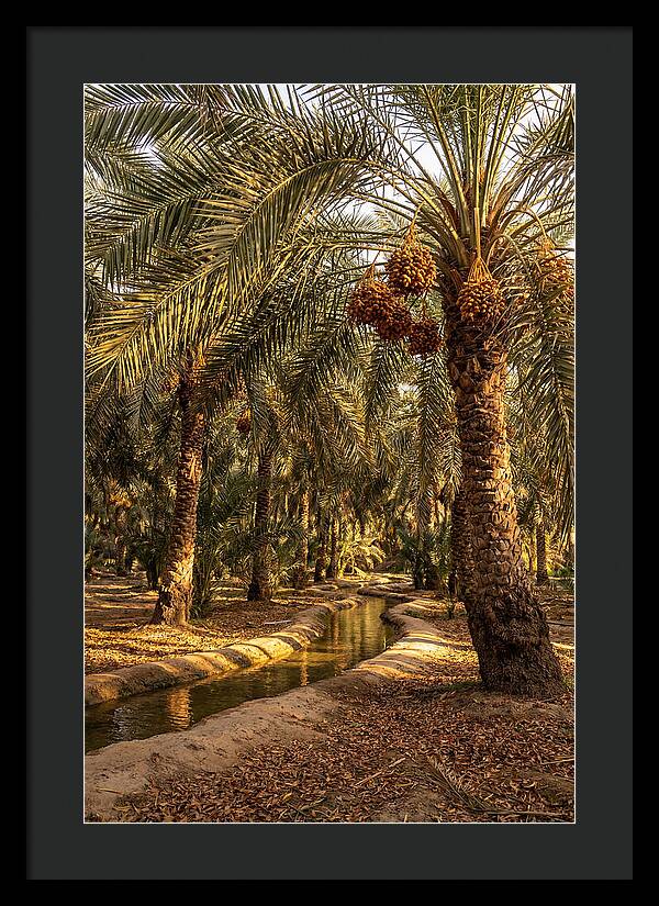 Farm Oasis Serenity