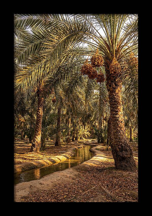 Farm Oasis Serenity