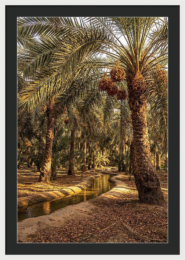 Farm Oasis Serenity