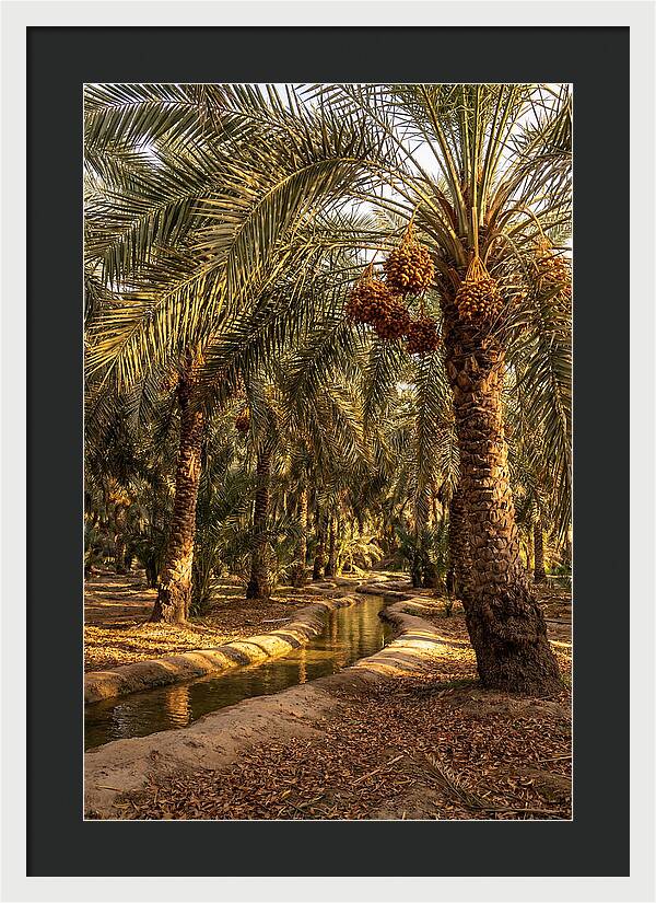Farm Oasis Serenity