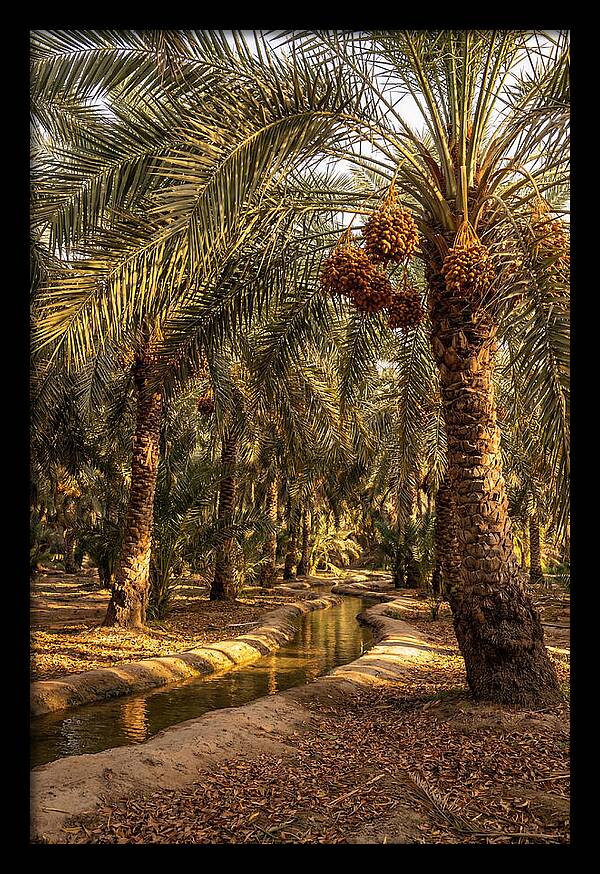Farm Oasis Serenity