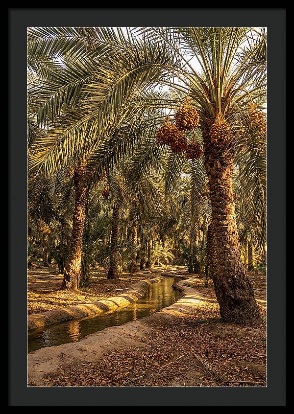Farm Oasis Serenity