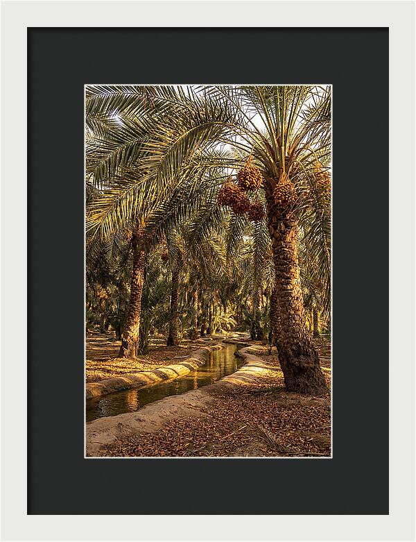 Farm Oasis Serenity