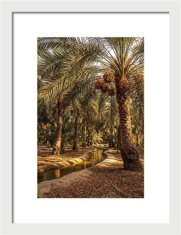 Farm Oasis Serenity