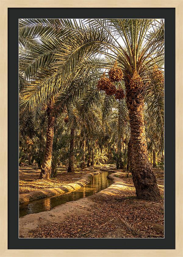 Farm Oasis Serenity