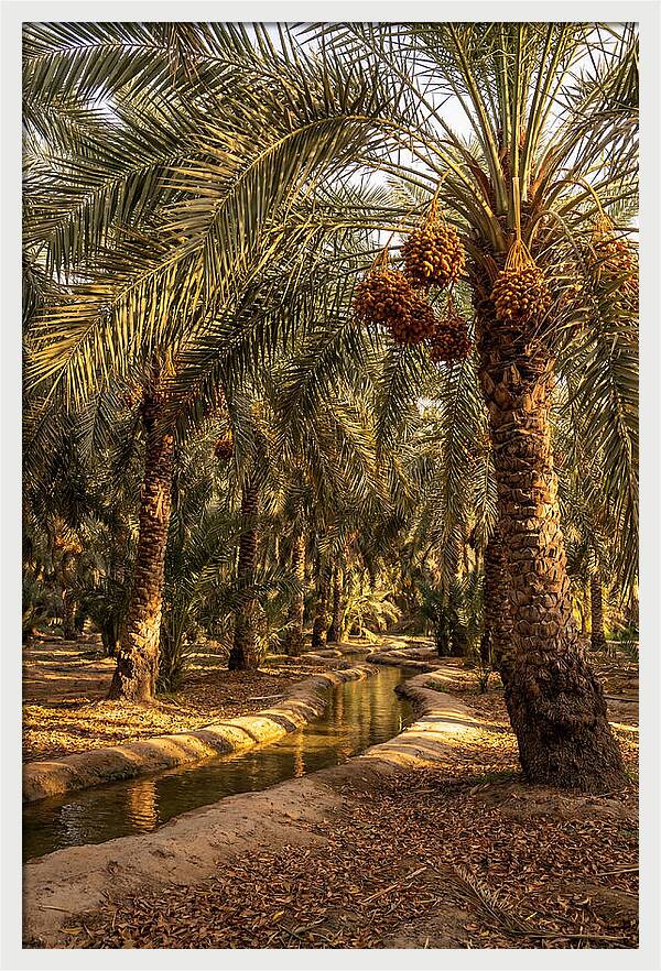 Farm Oasis Serenity