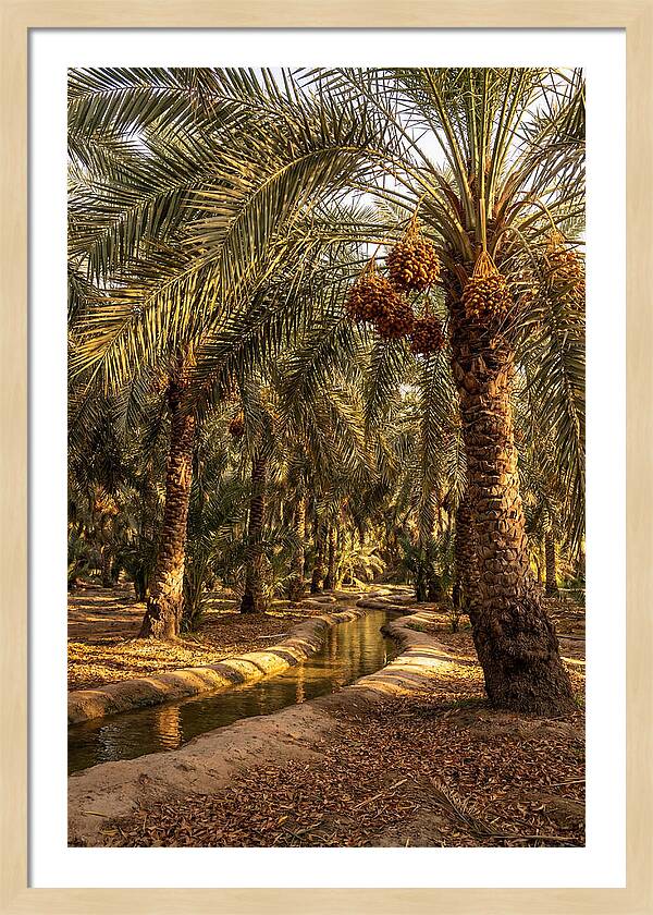 Farm Oasis Serenity