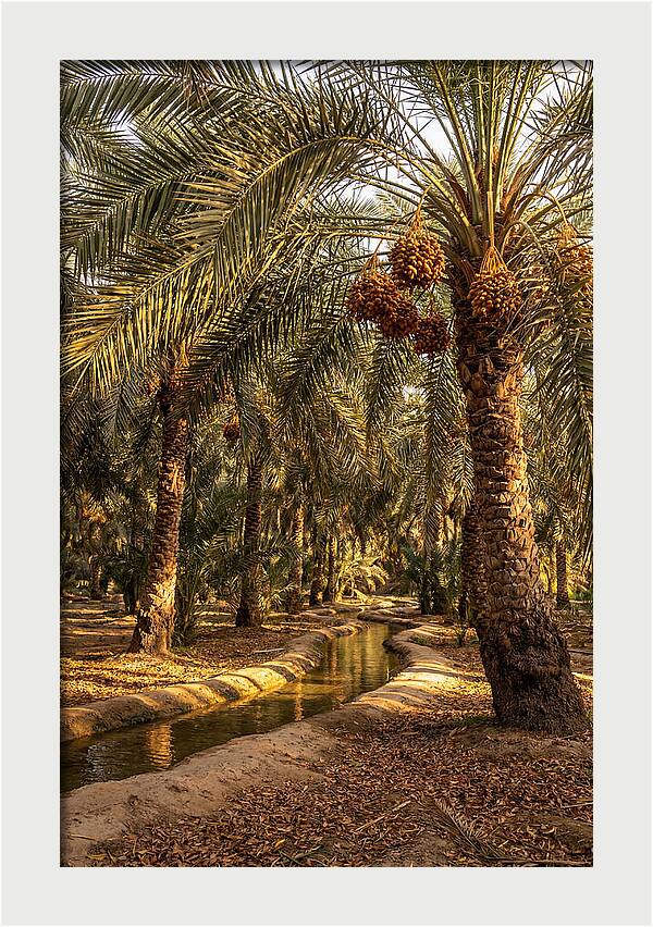 Farm Oasis Serenity
