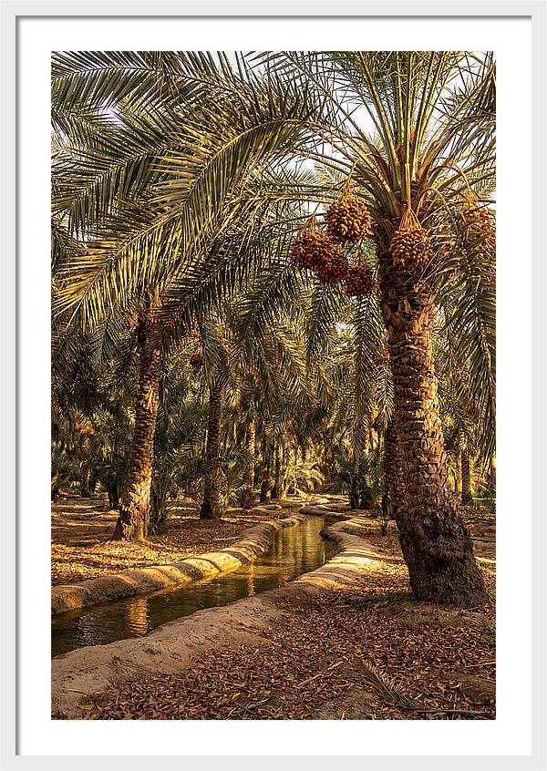 Farm Oasis Serenity