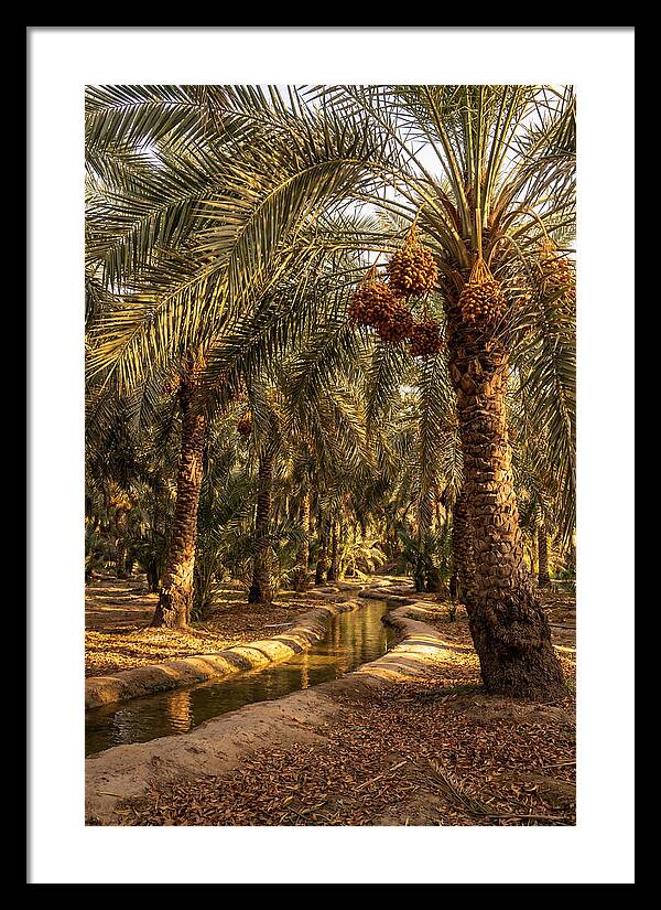 Farm Oasis Serenity