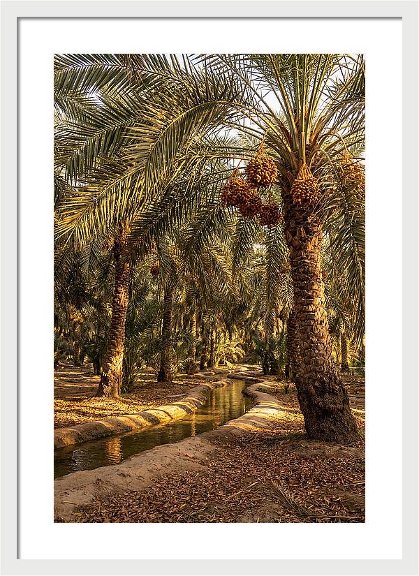 Farm Oasis Serenity