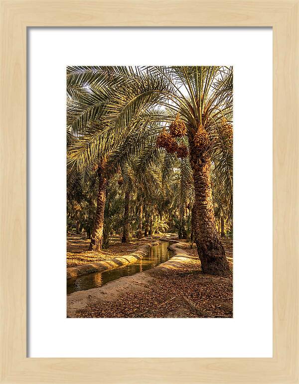 Farm Oasis Serenity