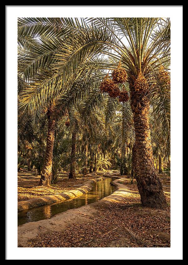 Farm Oasis Serenity