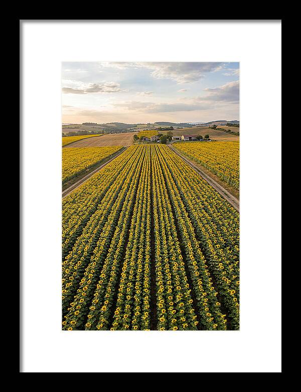 Farm Of Golden Sunflowers