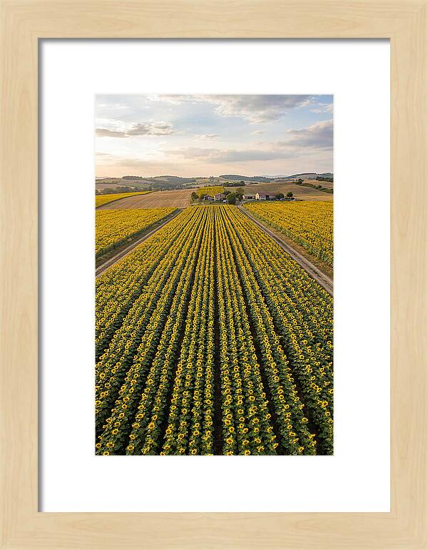 Farm Of Golden Sunflowers