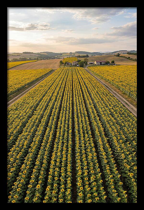 Farm Of Golden Sunflowers