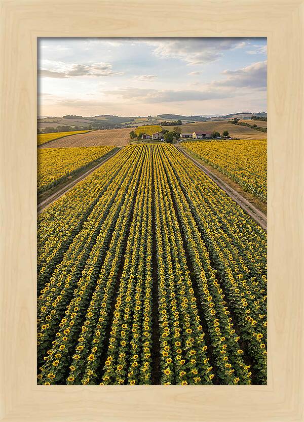 Farm Of Golden Sunflowers