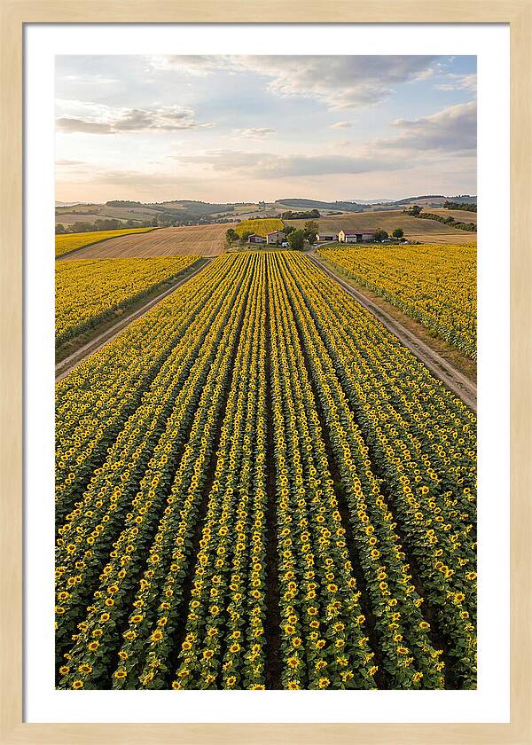 Farm Of Golden Sunflowers