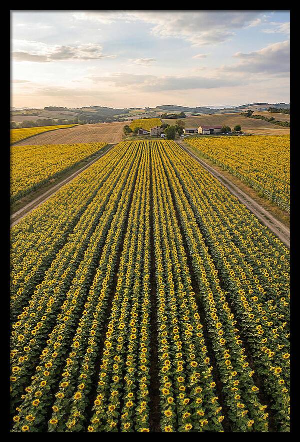 Farm Of Golden Sunflowers