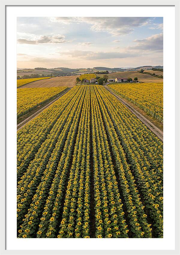 Farm Of Golden Sunflowers