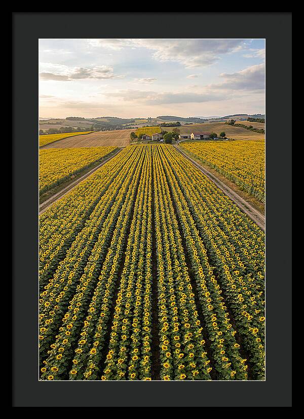 Farm Of Golden Sunflowers