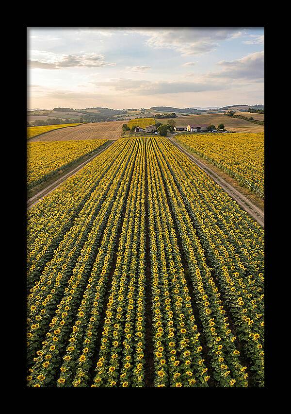 Farm Of Golden Sunflowers