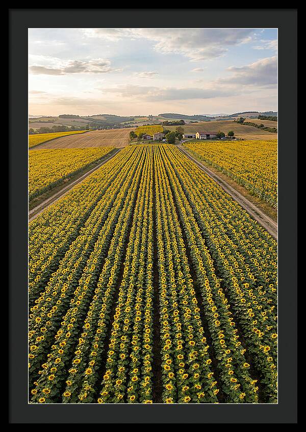Farm Of Golden Sunflowers