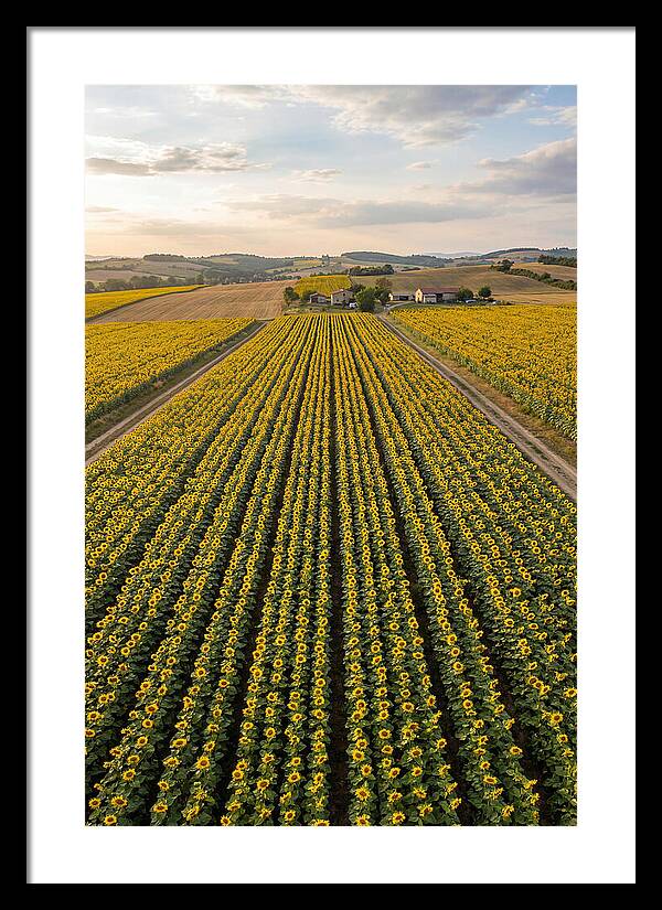 Farm Of Golden Sunflowers