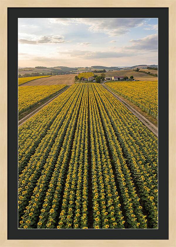 Farm Of Golden Sunflowers