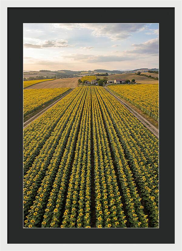 Farm Of Golden Sunflowers