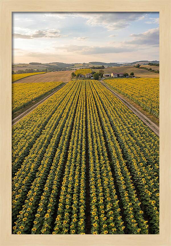 Farm Of Golden Sunflowers