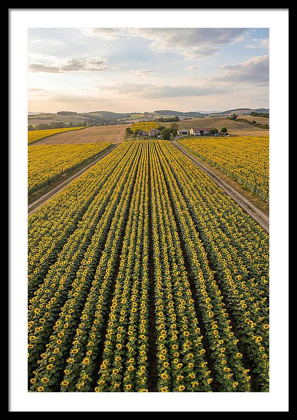 Farm Of Golden Sunflowers