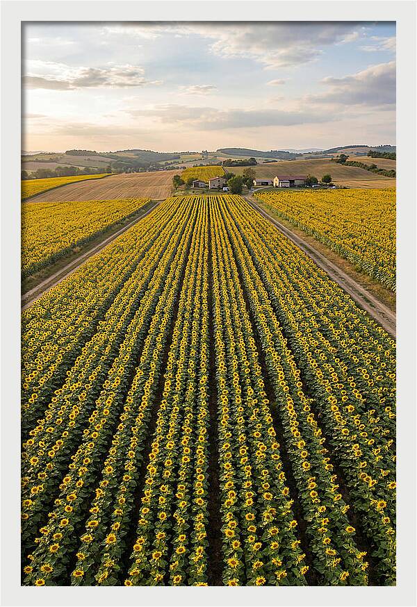 Farm Of Golden Sunflowers
