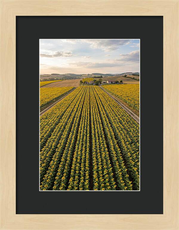 Farm Of Golden Sunflowers