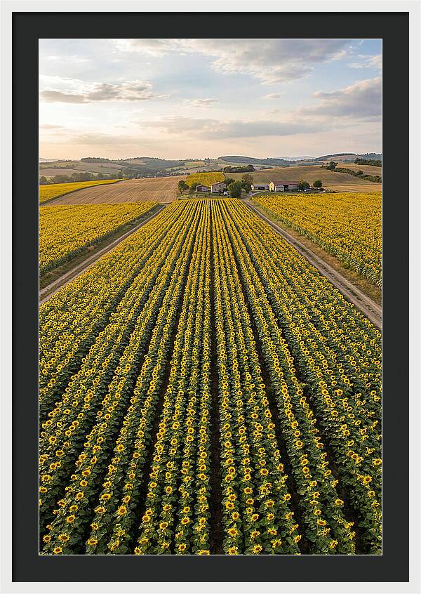Farm Of Golden Sunflowers