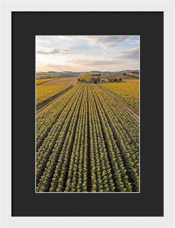 Farm Of Golden Sunflowers