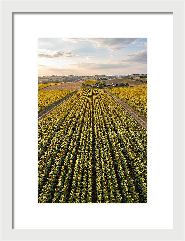 Farm Of Golden Sunflowers