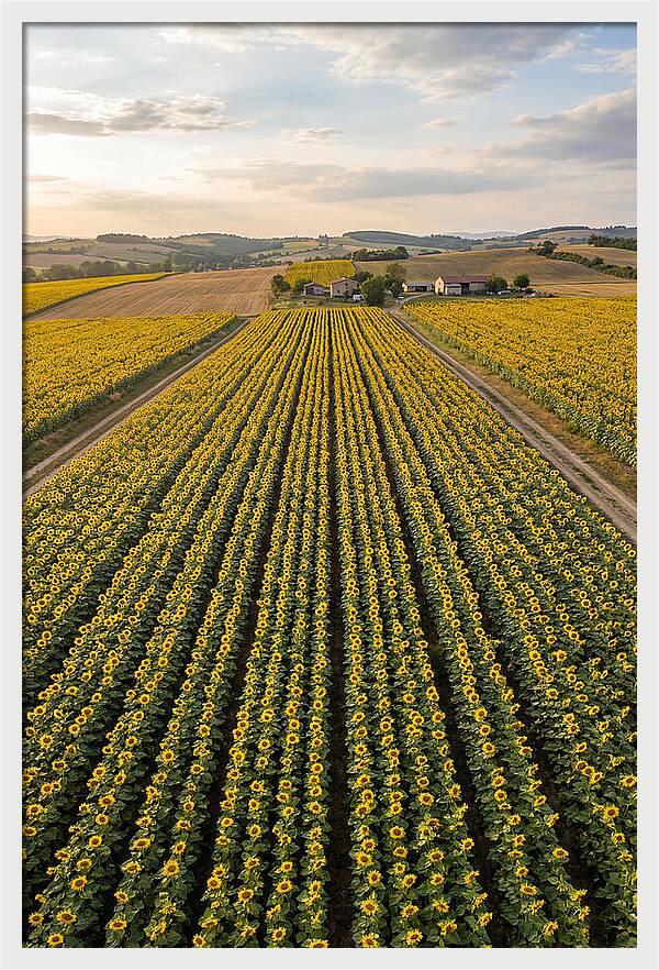 Farm Of Golden Sunflowers