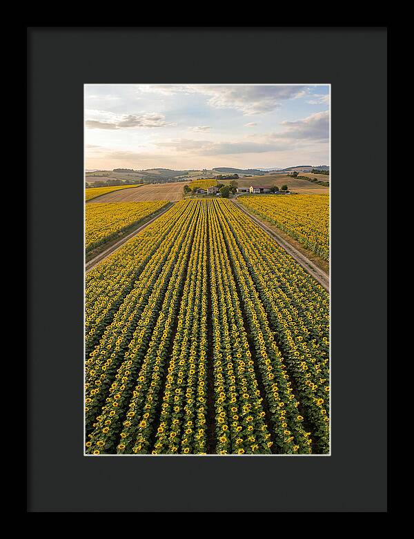 Farm Of Golden Sunflowers