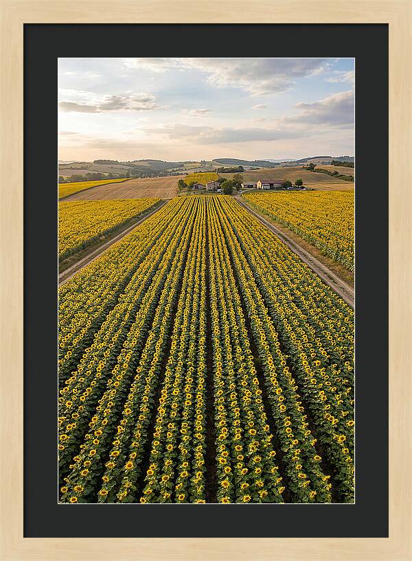 Farm Of Golden Sunflowers