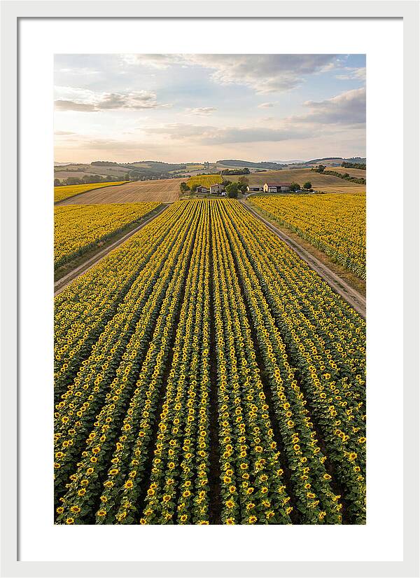 Farm Of Golden Sunflowers