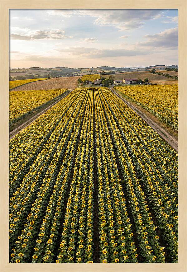 Farm Of Golden Sunflowers