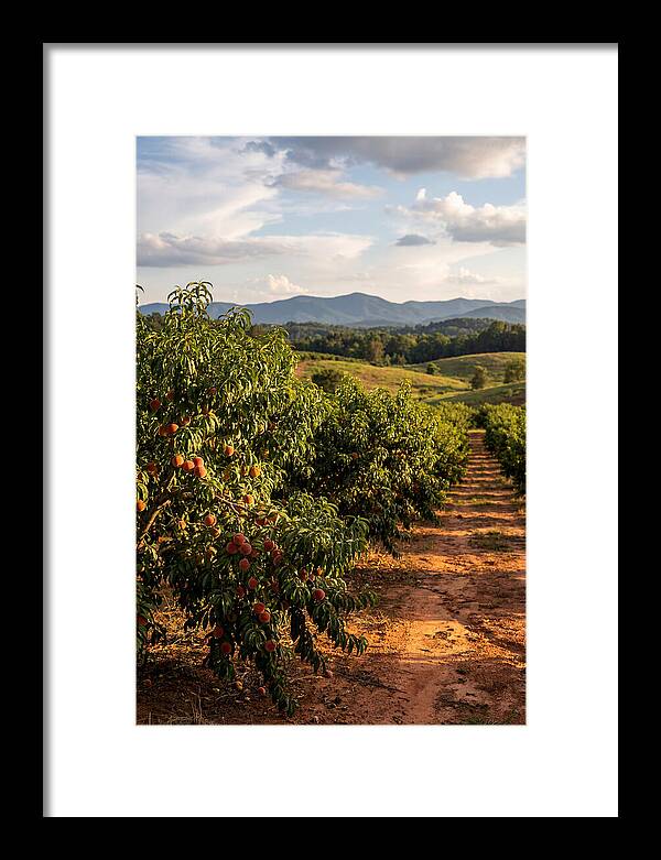 Farm Peach Orchard Serenity