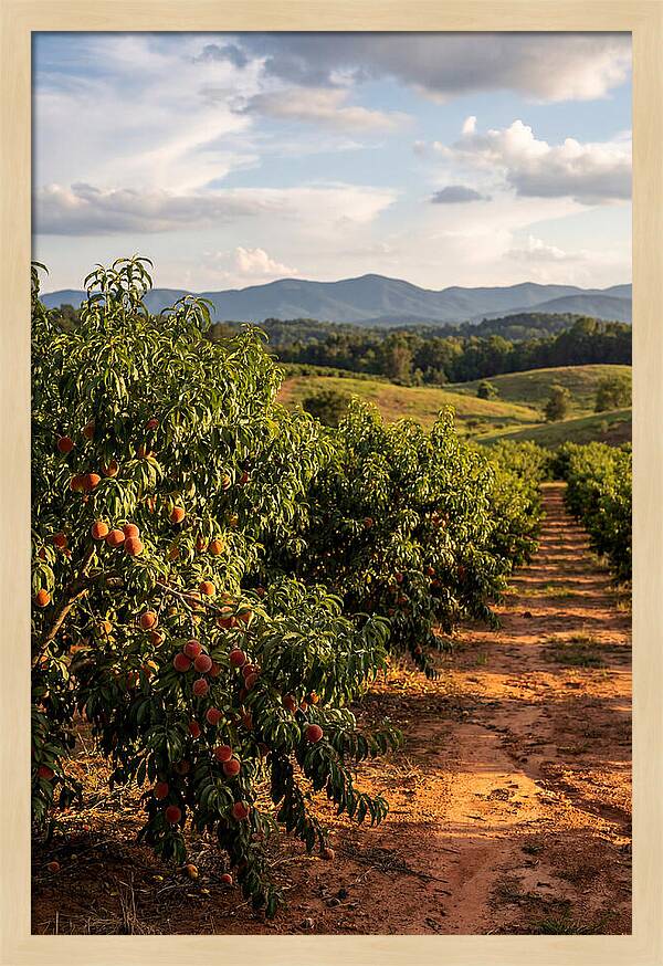 Farm Peach Orchard Serenity