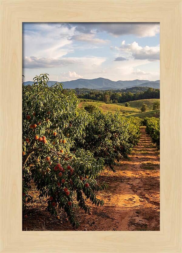 Farm Peach Orchard Serenity