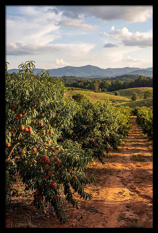 Farm Peach Orchard Serenity