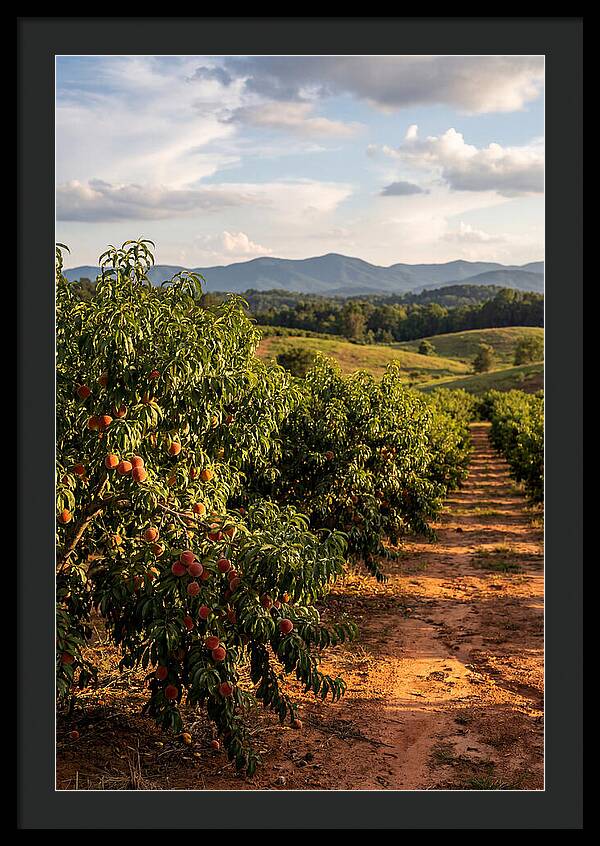 Farm Peach Orchard Serenity
