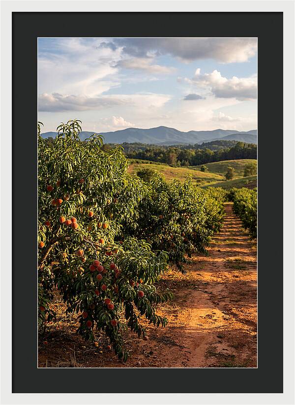Farm Peach Orchard Serenity
